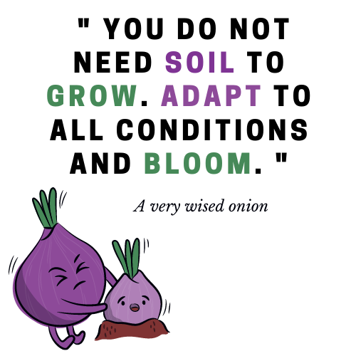 Onion plant illustration